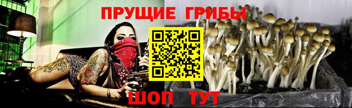 что такое   Вход с VPN  Тюмень  Галлюциногенные грибы Psilocybe 